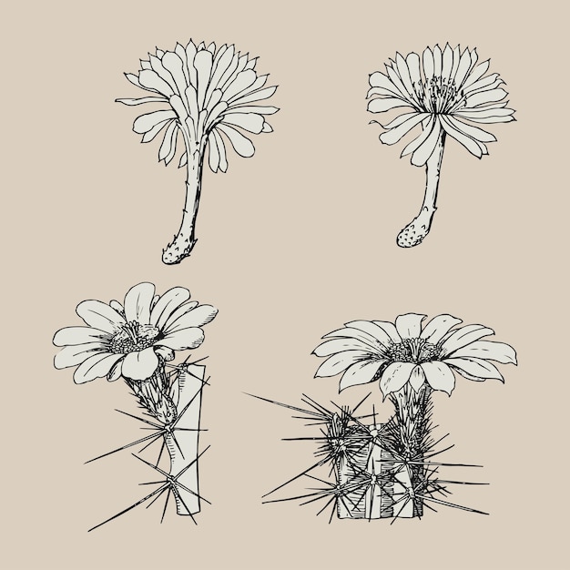 Plik wektorowy roślina oset kaktus kwiaty retro logo stary vintage ilustracja plakat szablon projektu wektor