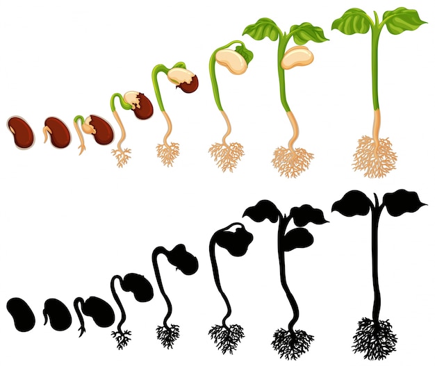 Plik wektorowy roślina rośnie na różnych etapach