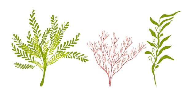 Rośliny morskie Podwodna flora morska zestaw