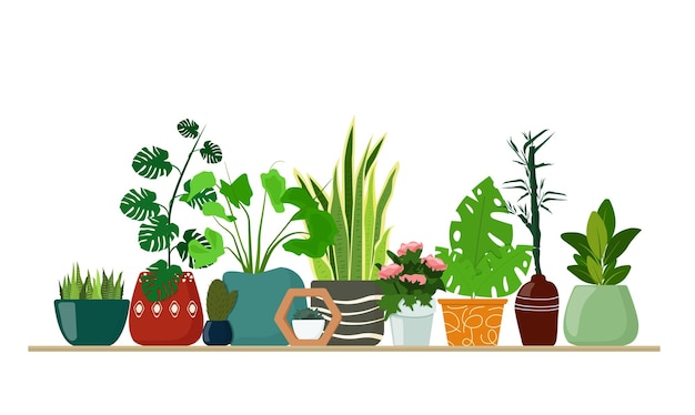 Rośliny wewnętrzne w garnkach sadzarki stoją na drewnianej półce Sukulenty sansevieria ficus kaktus