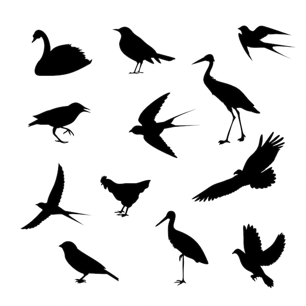 Różne Ikony Ptaków Sylwetki Na Białym Tle