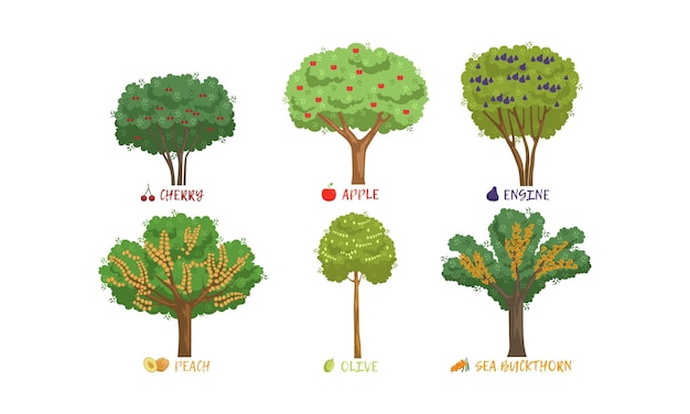 Różne Krzewy Jagody Ogrodowej I Drzewa Owocowe Rodzaje Z Nazwami Kolekcja Cherry Apple Peach Buckthorn Ilustracja Wektorowa