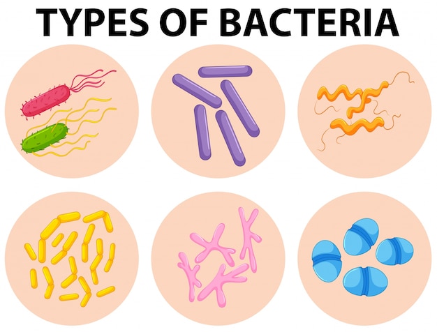 Różne Typy Ilustracji Bakterii