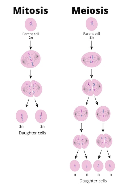 Plik wektorowy różnica między mitozą a mejozą. rodzaje podziałów komórkowych, które wytwarzają komórki diploidalne lub haploidalne