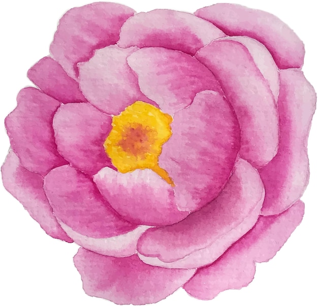 Różowa kwitnąca piwonia wektor