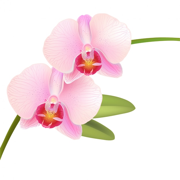 Różowa orchidea Phalaenopsis