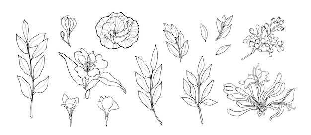 Różowe i eukaliptusowe liście, liście liniowe Ilustracja botaniczna