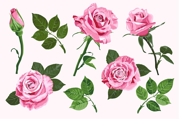 Różowe Róże Wektorowe I Elementy Zielone Liście Na Białym Tle Na Białym Tle Do Dekoracji Kwiatowej