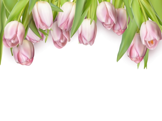 Różowe świeże tulipany na białym tle.