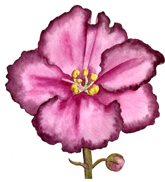 Plik wektorowy różowy fioletowy kwiat wektor