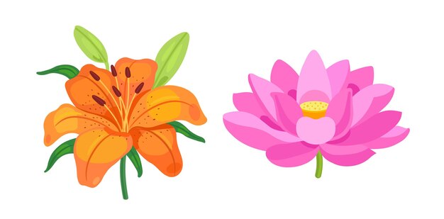 Różowy I Pomarańczowy Lotos I Kwiat Lilii Na Białym Tle Ilustracja Wektorowa