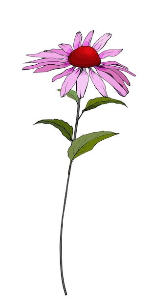 Plik wektorowy różowy kwiat echinacea purpurea ilustracja