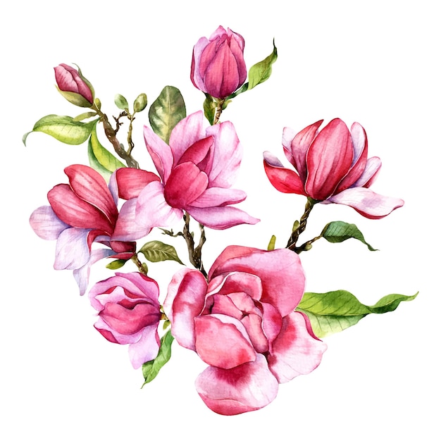 Plik wektorowy różowy kwiat magnolii ręcznie malowane akwarela ilustracja