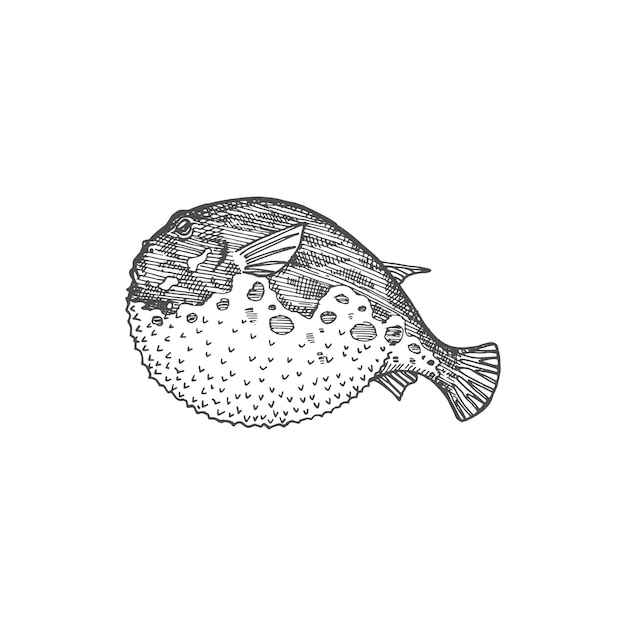 Plik wektorowy ryba fugu na białym tle ikona szkic japoński rozdymka