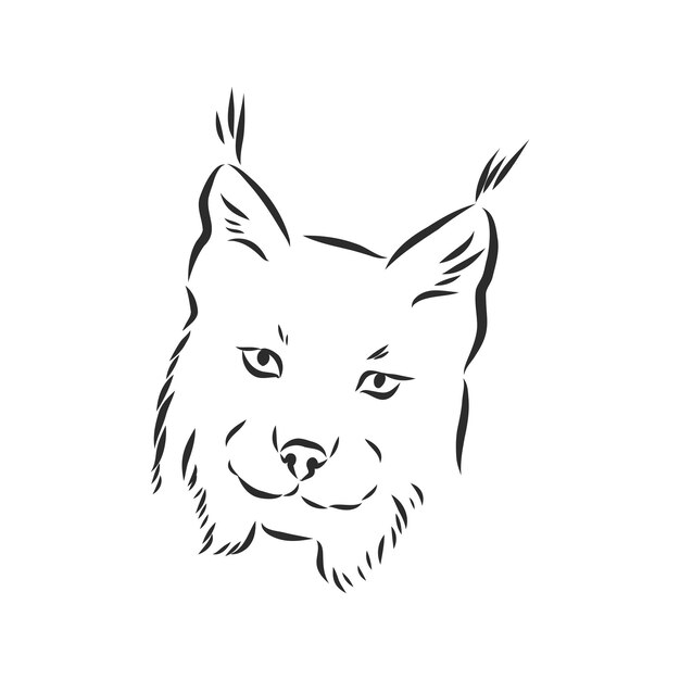 Ryś Dziki Kot Drapieżnik Ręcznie Rysowane Czarno-białe Stylizowane