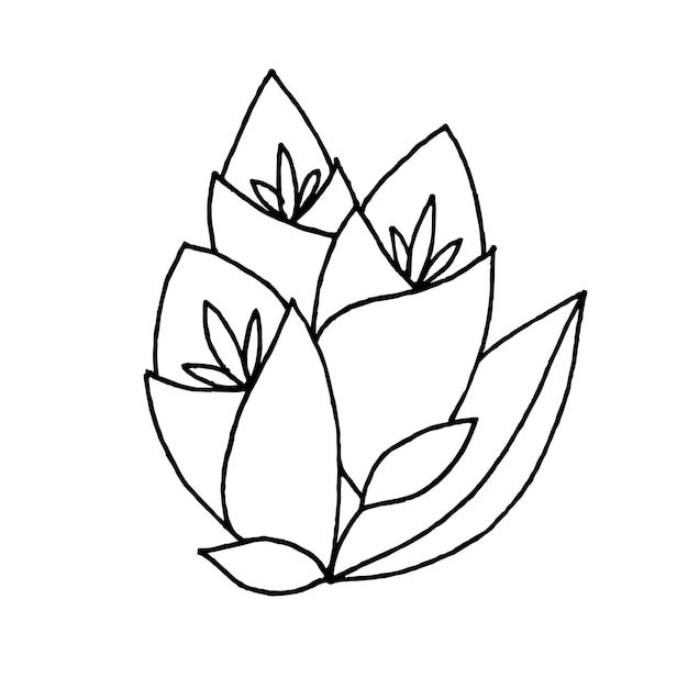 Plik wektorowy rysowane stylizowane tulipany, zbliżenie