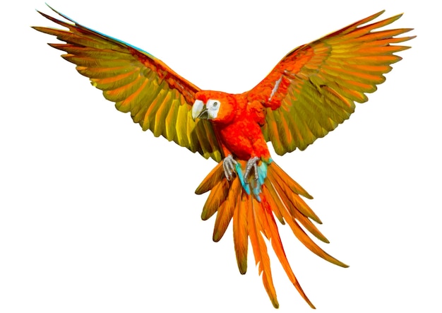 Plik wektorowy rysowanie ręka papuga i farby na biały.