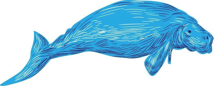 Wektor rysunek dugong