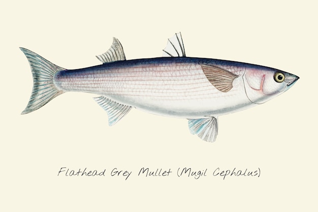 Rysunek Flathead Grey Mullet