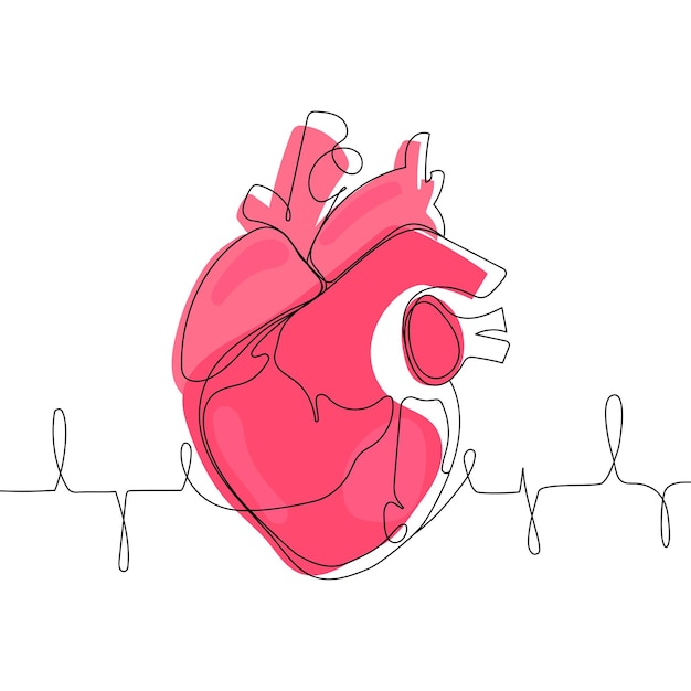 Plik wektorowy rysunek jednej linii anatomicznego ludzkiego serca ilustracja wektorowa sztuki liniowej medyczna koncepcja anatomiczna