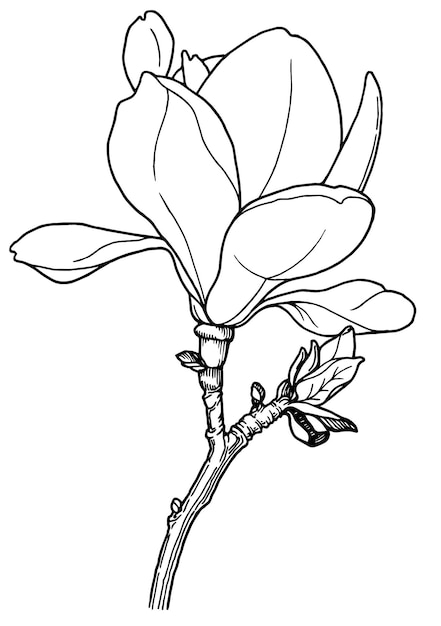 Rysunek Kwiatu Magnolii Z Liśćmi I Pąkami.