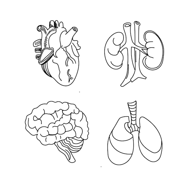 Plik wektorowy rysunek narządów ludzkich