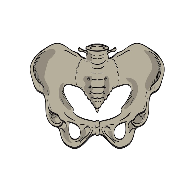 Plik wektorowy rysunek poprzecznego przekroju przedniego stawów sakroiliackich łączących miednicę i dolną część kręgosłupa