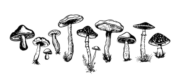 Rysunek przedstawiający grzyby ze słowem „grzyb” na górze.