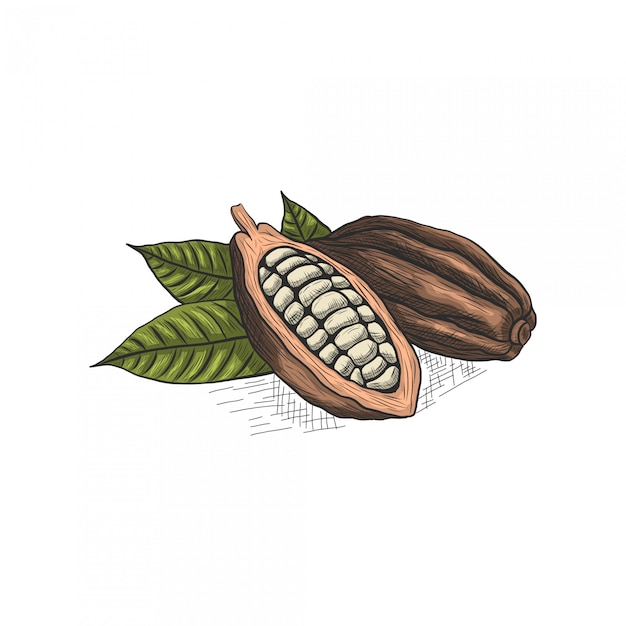 Plik wektorowy rysunek ręka czekolady i liści