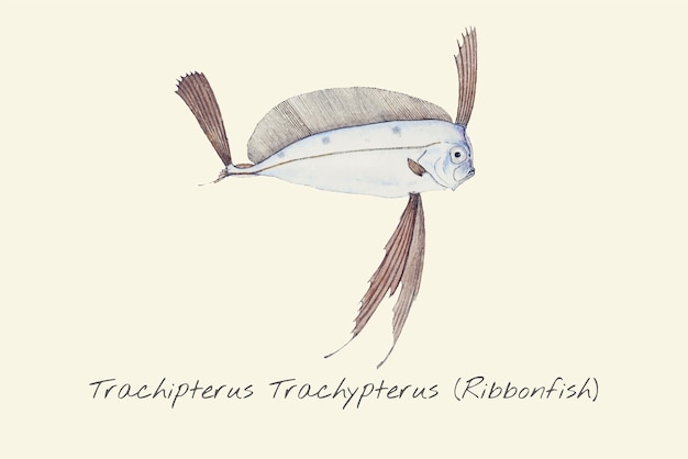 Plik wektorowy rysunek ribbonfish