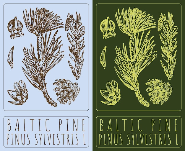 Rysunek wektorowy BALTIC PINE Ręcznie narysowana ilustracja Łacińska nazwa to PINUS SYLVESTRIS L