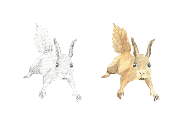 Plik wektorowy rysunek wiewiórki biegnącej do przodu jest narysowany ołówkiem i akwarelą