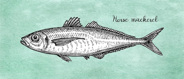 Plik wektorowy rysunek z atramentem makreli konnej