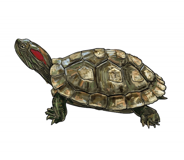 Rysunek żółwia czerwonolistnego (Trachemys scripta elegans).