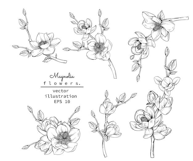 Plik wektorowy rysunki kwiat magnolii.