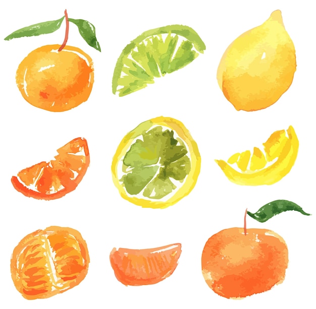 Plik wektorowy rysunki wektorowe akwareli różnych owoców cytrusowych