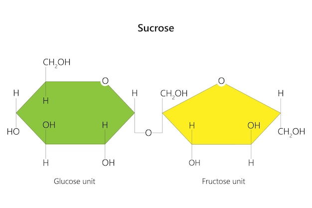 Plik wektorowy sacharoza disacharyd to cukier złożony z podjednostek glukozy i fruktozy