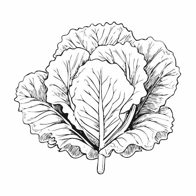 Sałatka Warzywa Żywność organiczna Świeże witaminy Zdrowy Wegan Sketch Style