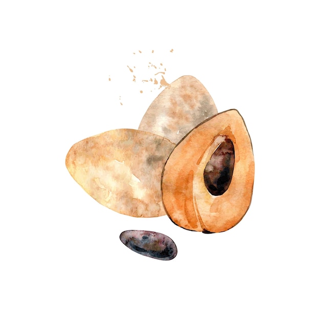 Sapote akwarelowe wektorowe