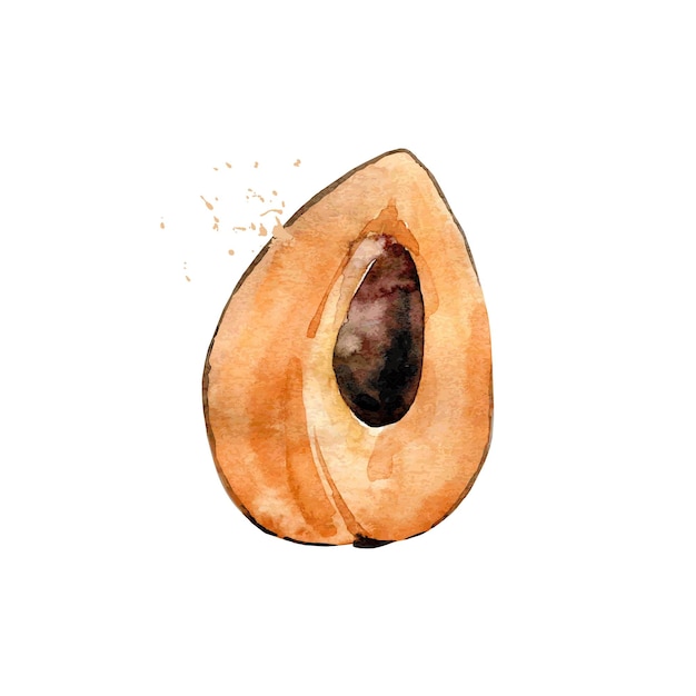 Sapote akwarelowe wektorowe