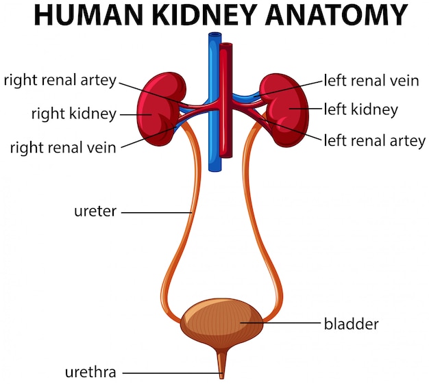 Plik wektorowy schemat anatomii nerek człowieka