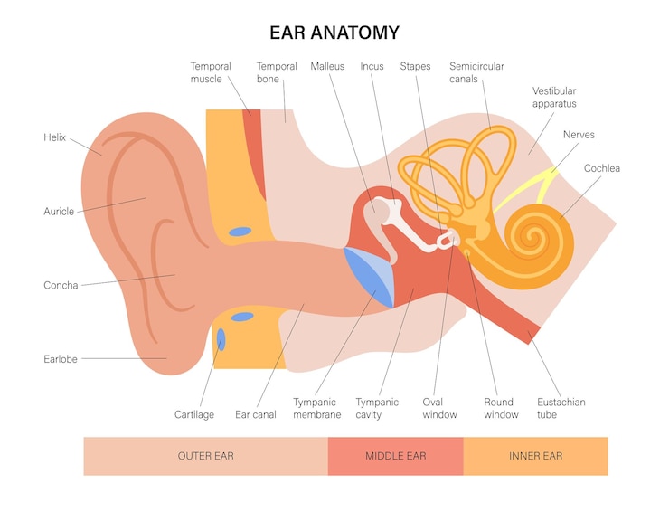 Wektor schemat anatomii ucha