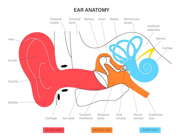 Plik wektorowy schemat anatomii ucha