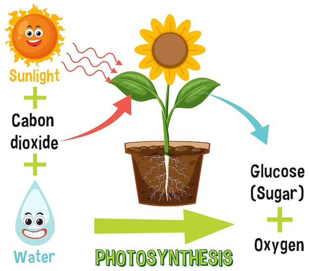 Plik wektorowy schemat fotosyntezy dla nauczania biologii i nauk przyrodniczych