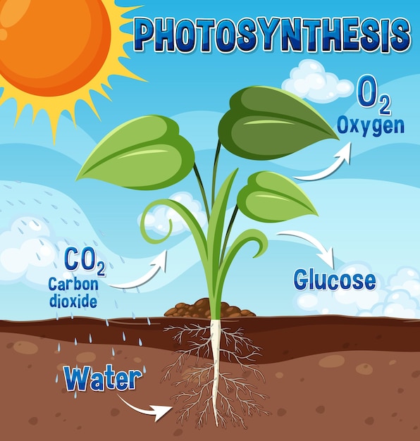 Plik wektorowy schemat fotosyntezy dla nauczania biologii i nauk przyrodniczych