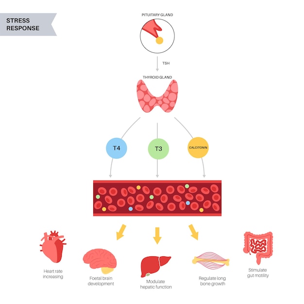 Schemat Funkcji Tarczycy. Ilustracja Wektorowa Produkcji Hormonów T3, T4 I Kalcytoniny