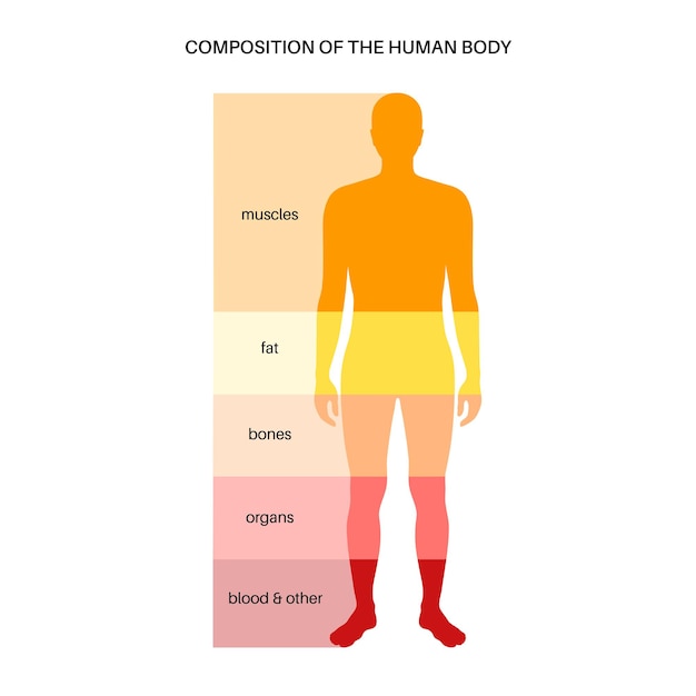 Schemat Infografiki Składu Ciała Ludzkiego W Męskiej Sylwetce Proporcje Procentowe