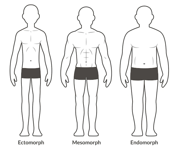 Plik wektorowy schemat męskich typów ciała ectomorph mesomorph i endomorph