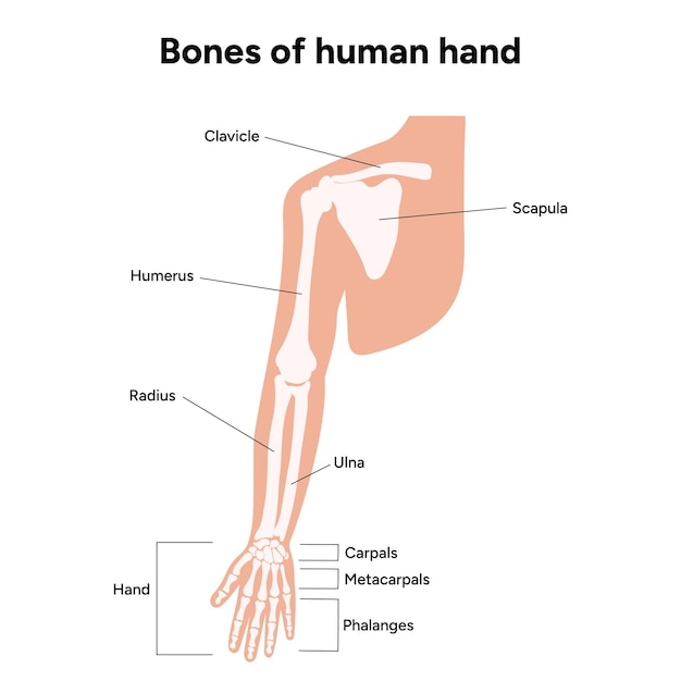 Plik wektorowy schemat przedstawiający kości ramion ludzkiej ręki