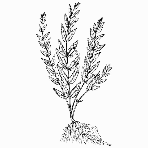 Scutellaria galericulata